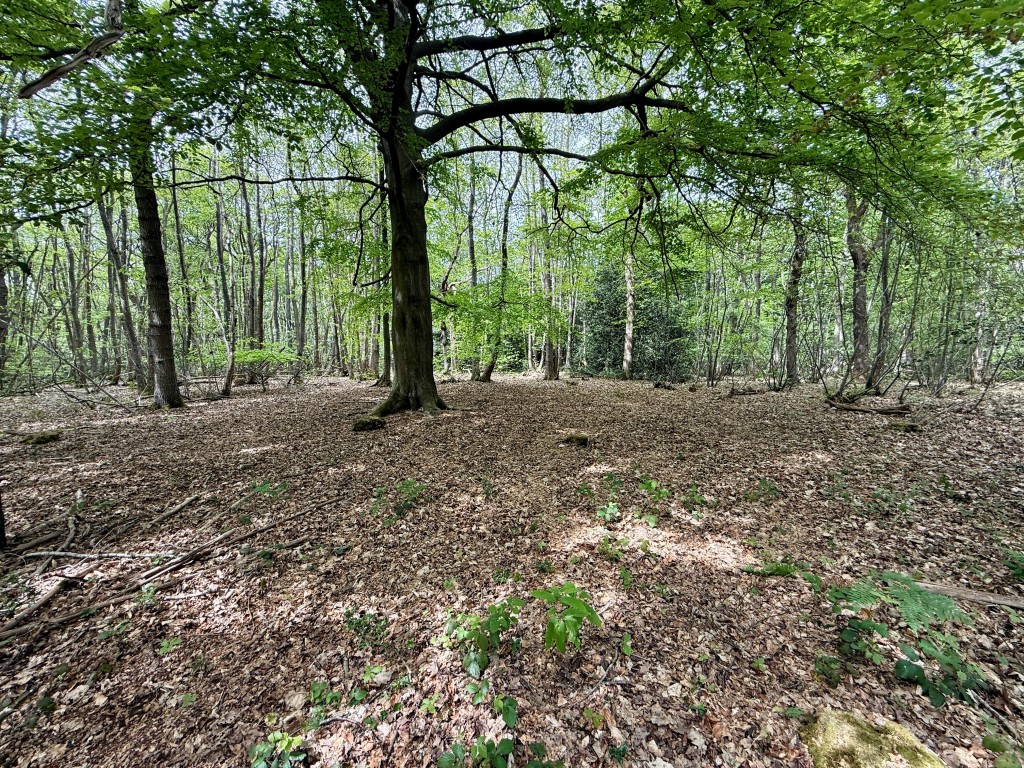 Lot: 2 - OVER 12 ACRES OF WOODLAND - Open clearing